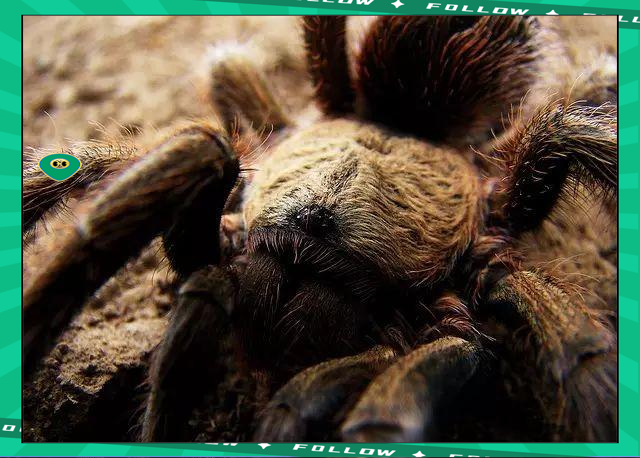 九游- 世界足球莱万多夫斯基 